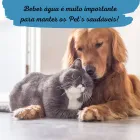 Cão golden e gato cinza e branco deitados, para fonte bebedouro