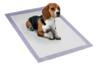 Tapete higiênico para cães branco e roxo com beagle tricolor deitado