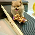 Cachorro Pomeranian marrom-claro na rampa para cachorro de madeira clara com superfície cinza e brinquedo.