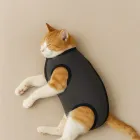 Gato laranja e branco dormindo com roupa pós cirúrgica cinza escura