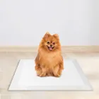 Tapete higiênico branco com cachorro Pomeranian marrom-alaranjado sentado